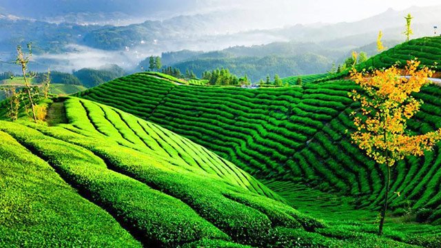 中国茶业科技年会将在恩施州举办